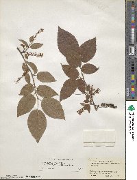 Lyonia ovalifolia var. elliptica image