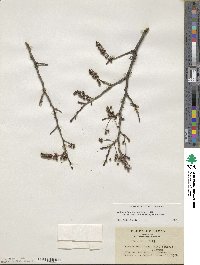 Lyonia ovalifolia image