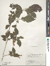 Lyonia ovalifolia var. elliptica image