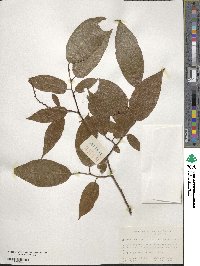 Lyonia ovalifolia image