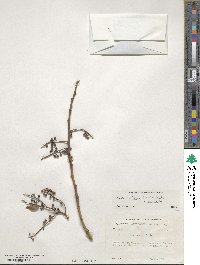 Lyonia ovalifolia image