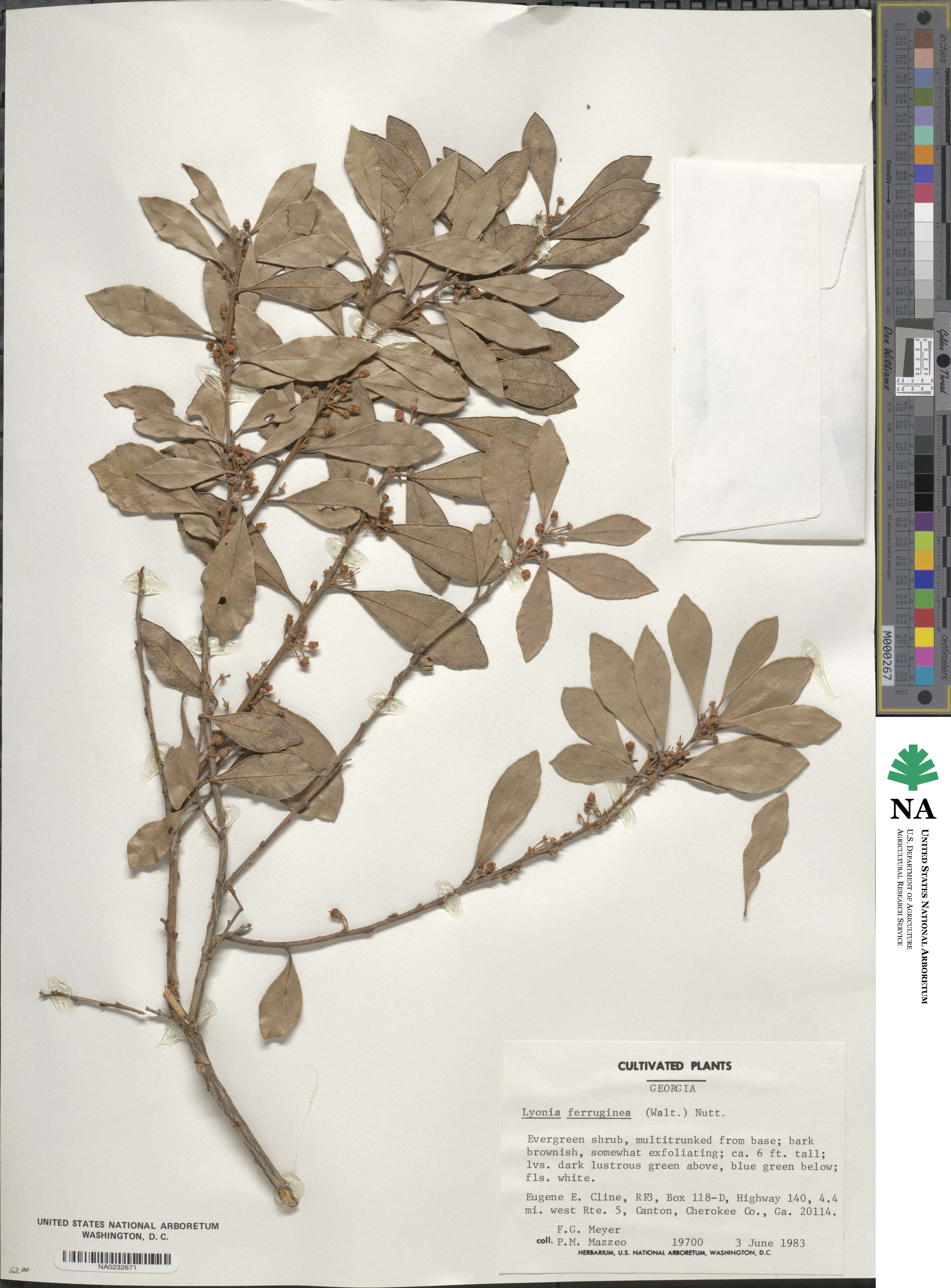 Lyonia ferruginea image