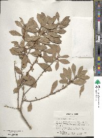 Lyonia ferruginea image