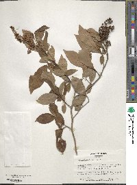 Lyonia ligustrina image