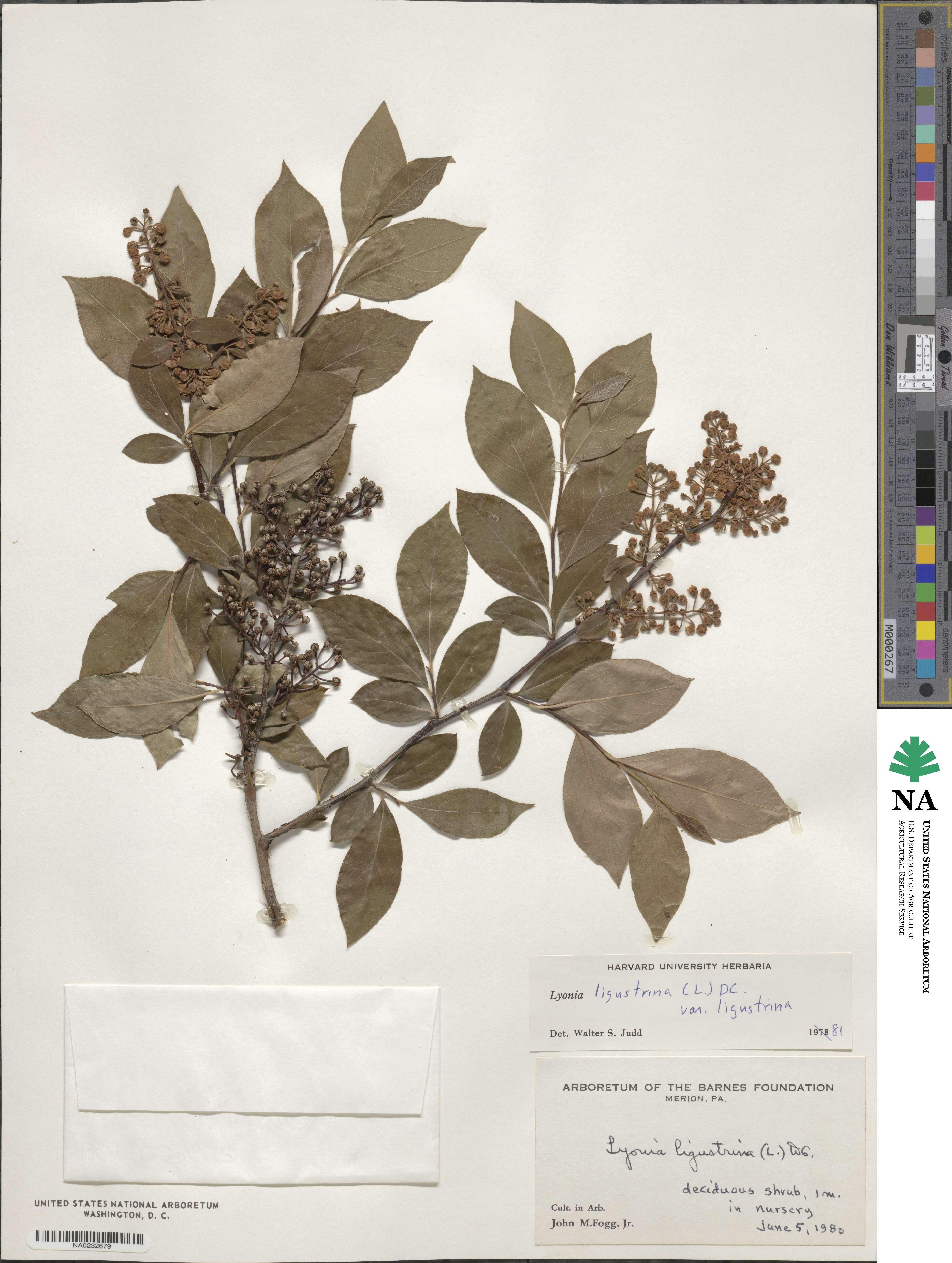 Lyonia ligustrina image