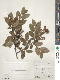 Lyonia ligustrina var. ligustrina image