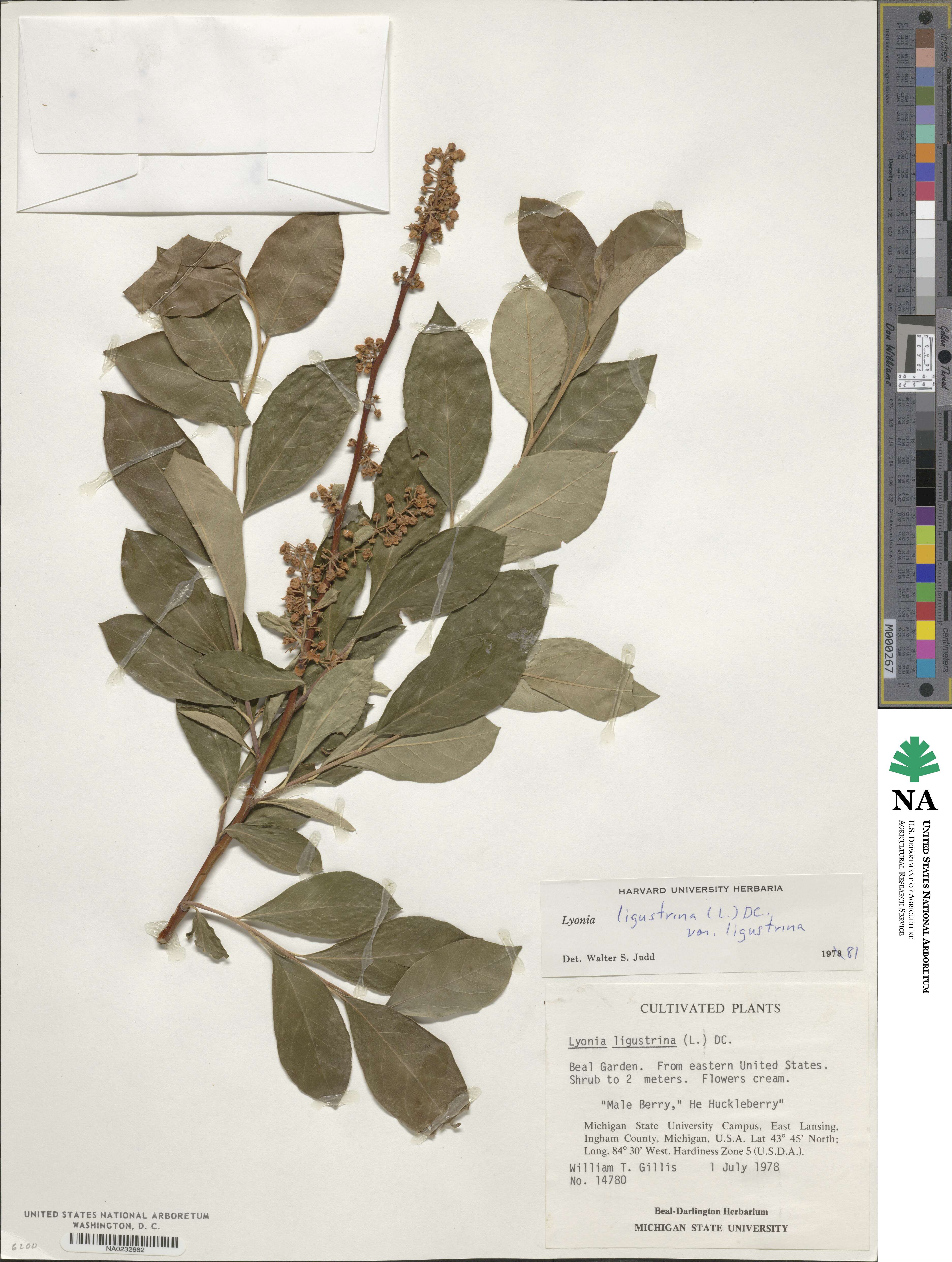 Lyonia ligustrina image