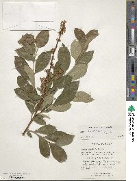 Lyonia ligustrina var. ligustrina image