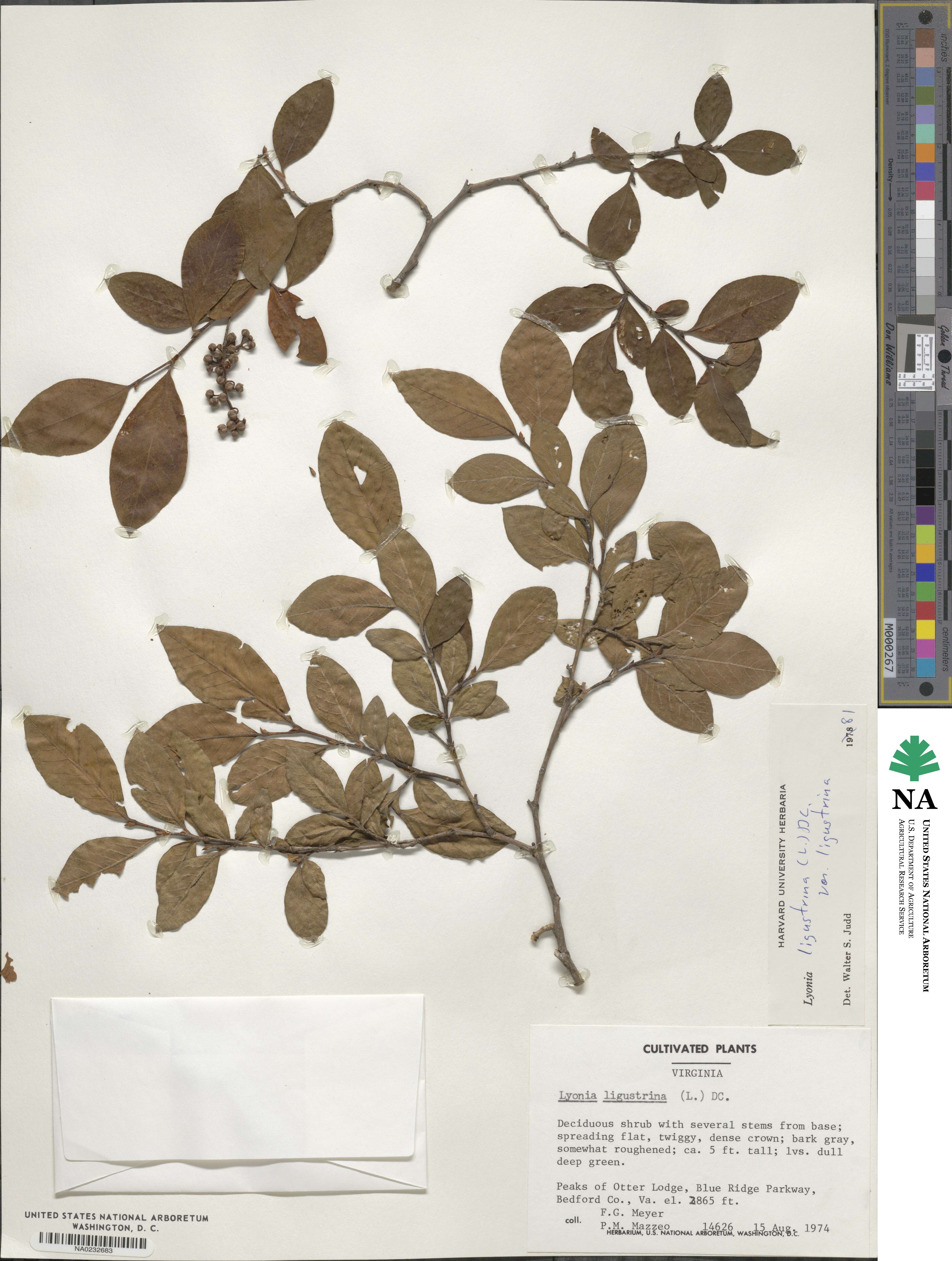 Lyonia ligustrina var. ligustrina image