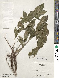 Lyonia ligustrina image