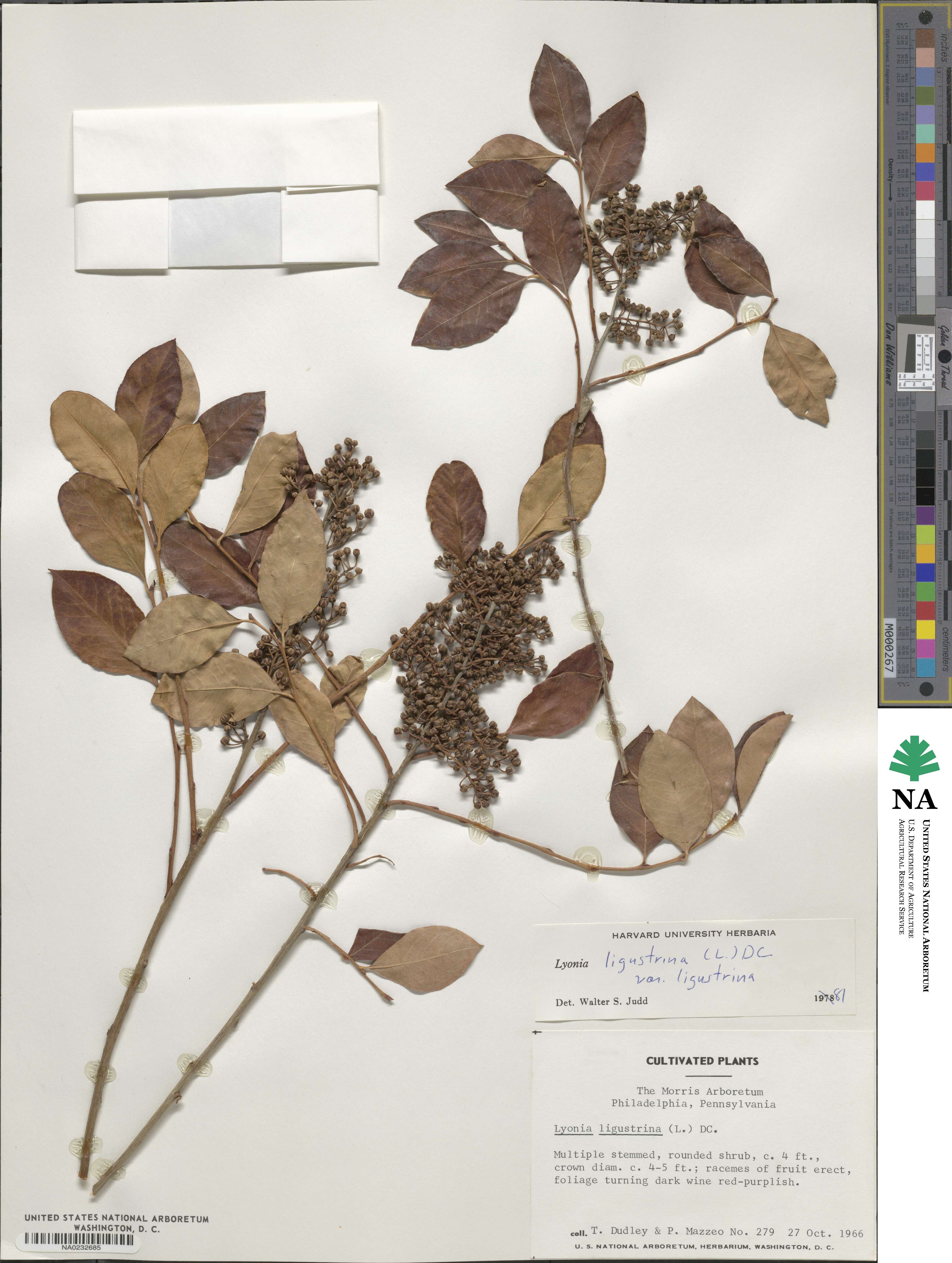 Lyonia ligustrina image