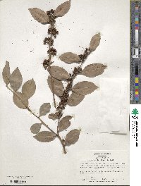 Lyonia lucida image