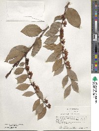 Lyonia lucida image