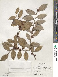 Lyonia lucida image