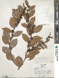 Lyonia lucida image