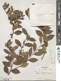 Lyonia lucida image