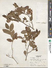 Lyonia mariana image