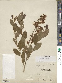 Lyonia mariana image