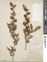 Lyonia mariana image