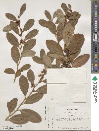 Lyonia mariana image