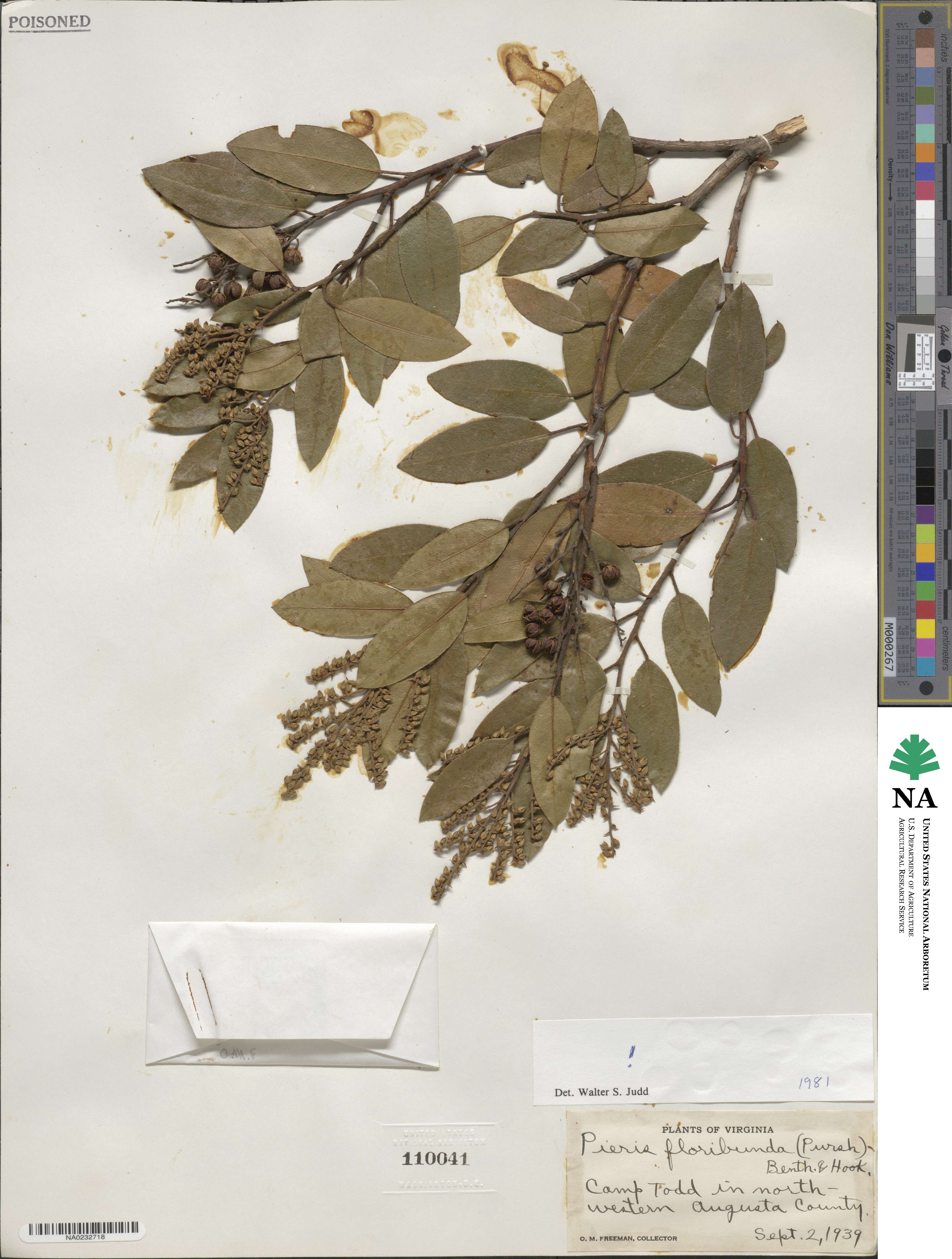 Pieris floribunda image