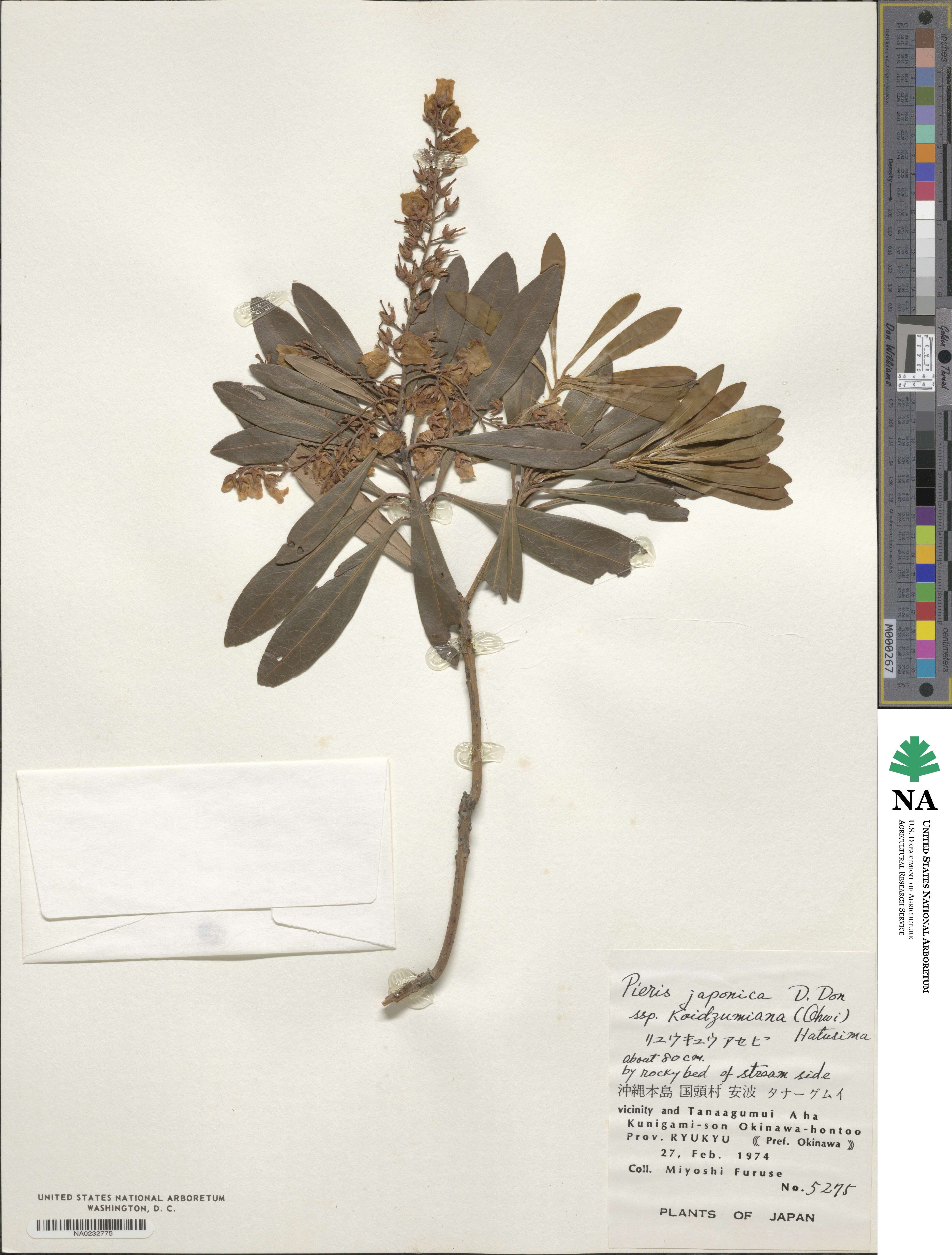 Pieris koidzumiana image