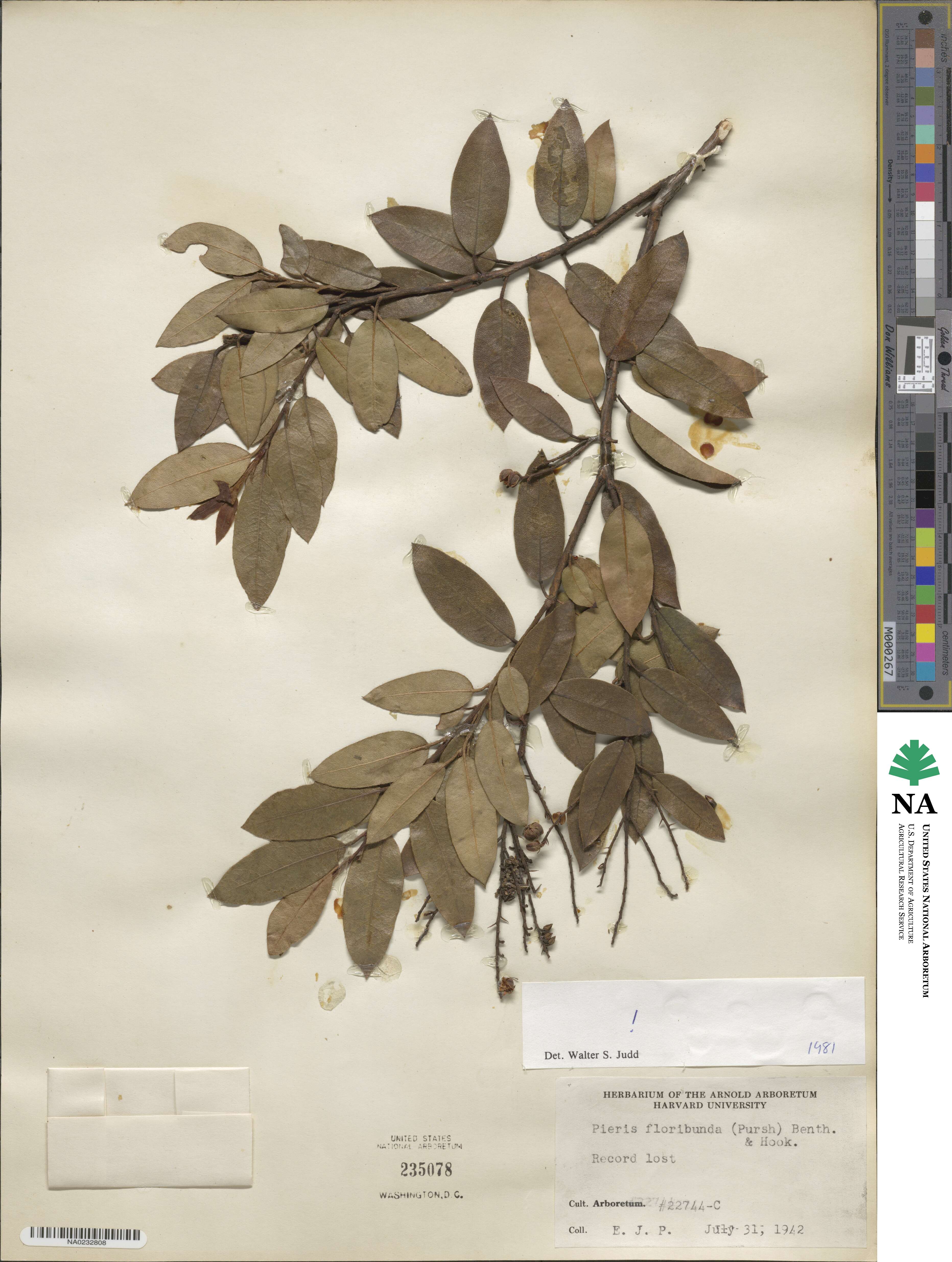 Pieris floribunda image