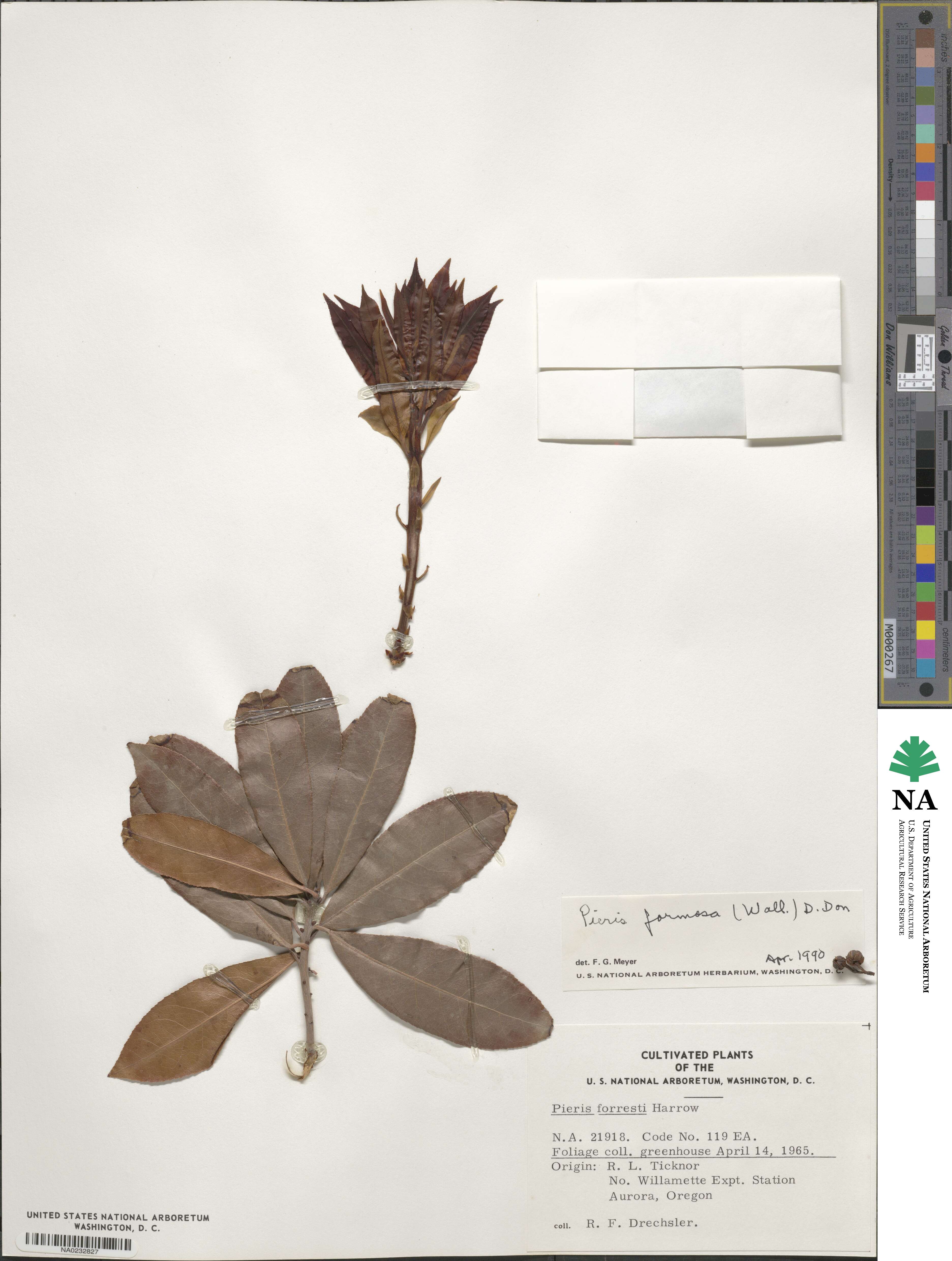 Pieris formosa image