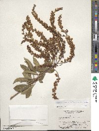 Pieris japonica image