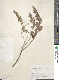 Chamaedaphne calyculata image