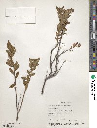 Chamaedaphne calyculata image