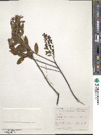 Chamaedaphne calyculata image