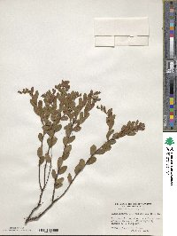 Chamaedaphne calyculata image