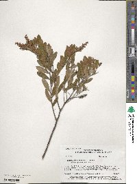 Chamaedaphne calyculata image