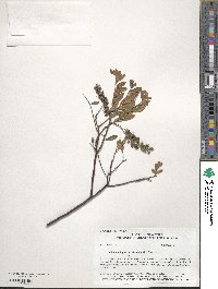 Chamaedaphne calyculata image