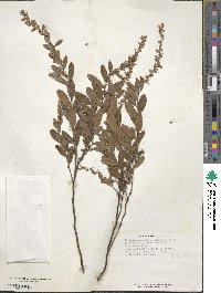 Chamaedaphne calyculata image