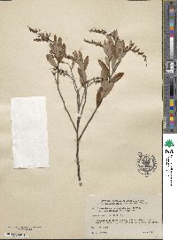 Chamaedaphne calyculata image