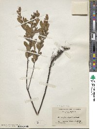 Chamaedaphne calyculata image