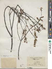 Chamaedaphne calyculata image