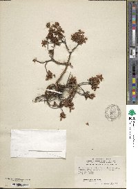 Chamaedaphne calyculata image