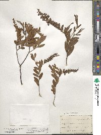 Chamaedaphne calyculata image