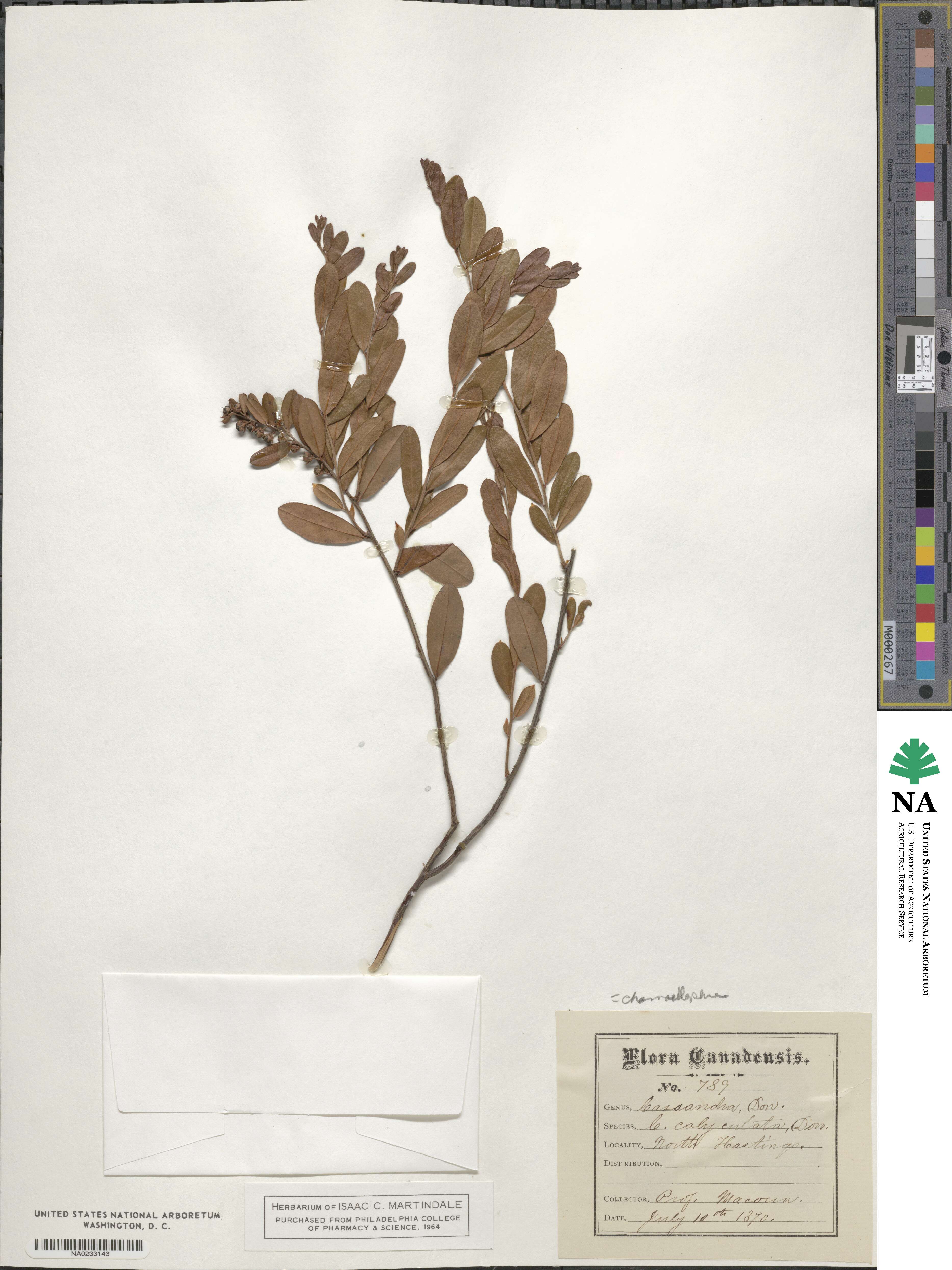 Chamaedaphne calyculata image