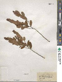 Chamaedaphne calyculata image