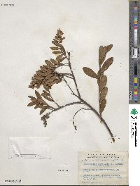 Chamaedaphne calyculata image