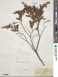 Chamaedaphne calyculata image