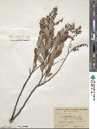 Chamaedaphne calyculata image