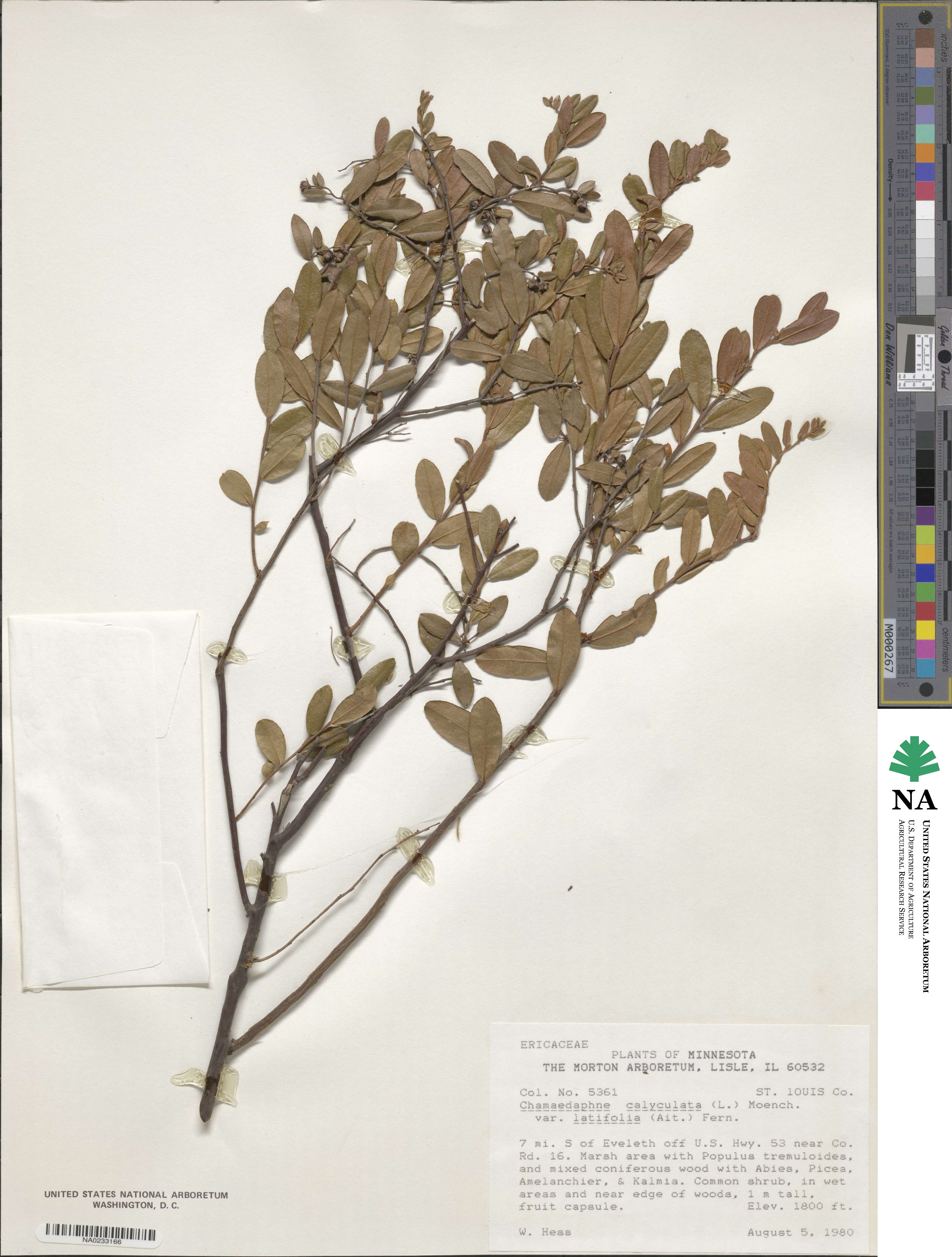 Chamaedaphne calyculata image