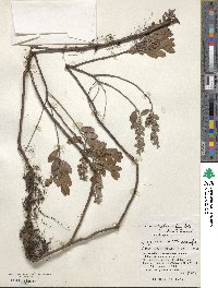 Chamaedaphne calyculata image