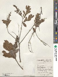 Chamaedaphne calyculata image