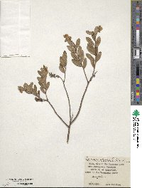 Chamaedaphne calyculata image